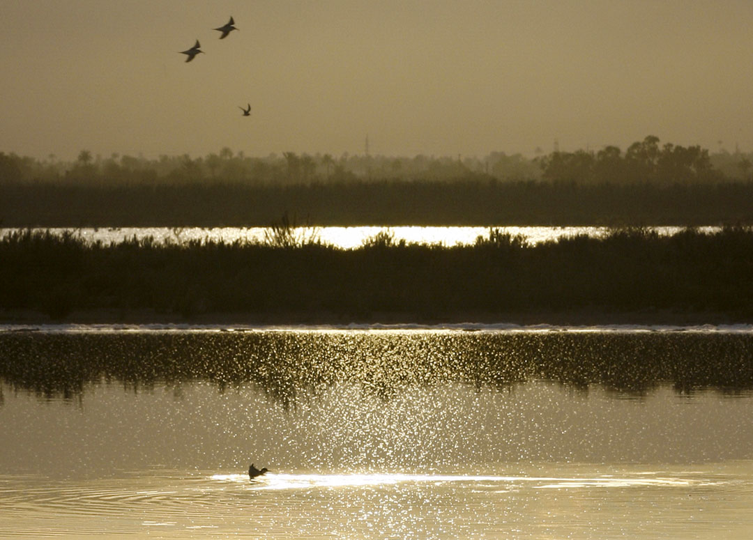 Santa Pola Salt Lakes. Aquatic ecosystem of great relevance for birds